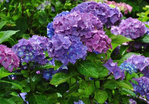 Hydrangea macrophylla Holehird Purple 