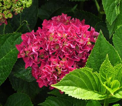 Hydrangea macrophylla 'Adria'