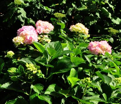 Hydrangea macrophylla 'Amethyst ' 15sept