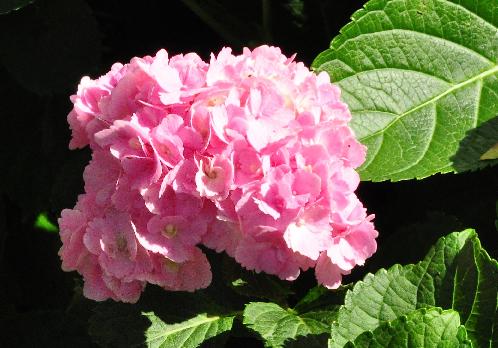 Hydrangea macrophylla 'Amethyst' fleurs globulaires