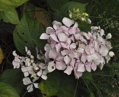 Hydrangea macrophylla 'Beauté vendomoise' 2