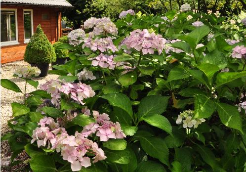 Hydrangea_macrophylla_'Beauté_Vendomoise'_Habitus_loc_hydrangeum_vnn