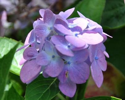 HydrangeamacrophyllaBlauerPrinznabloeiseptember