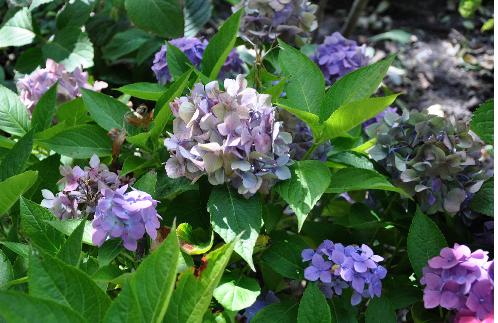 Hydrangea macrophylla 'Blauer Prinz' photo septembre