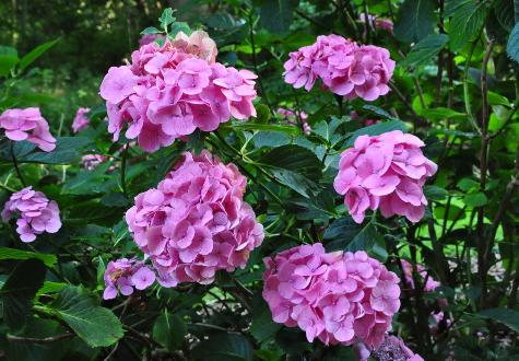 HydrangeamacrophyllaChambellanbloemencloseupbolvorm