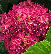 HydrangeamacrophyllaAdria