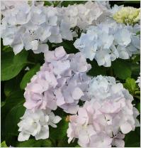 HydrangeamacrophyllaAlaskaVN