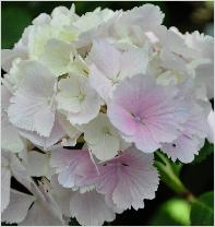 Hydrangea macrophylla 'Albrechtsburg' Nieshütz  1983   VN