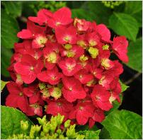 Hydrangea macrophylla 'Amsterdam' VN