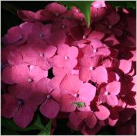 Hydrangea macrophylla 'Alpengluhen' beginseptembernice