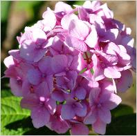 Hydrangea macrophylla 'All Summer Beauty' - hortensia remontant , fiche info 