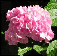 Hydrangea macrophylla 'Amethyst' Detailbloem15sept