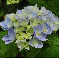 Hydrangea macrophylla 'Ankong' juni