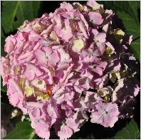 Hydrangea macrophylla 'Frillibet /9