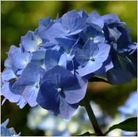 HydrangeamacrophyllaBelaclup