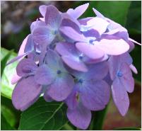 HydrangeamacrophyllaBlauerPrinznabloeiseptember