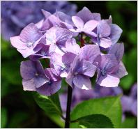 HydrangeamacrophyllaBlueBellblacksteel