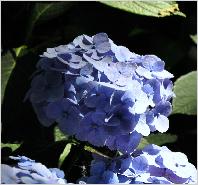 HydrangeamacrophyllaBodenseesynBoncuseBrugger1950VN