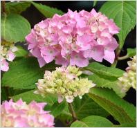 HydrangeamacrophyllaBouquetRoseLavieenrose2