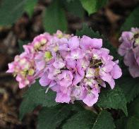 Hydrangea macrophylla 'Carmen' CloseupVN