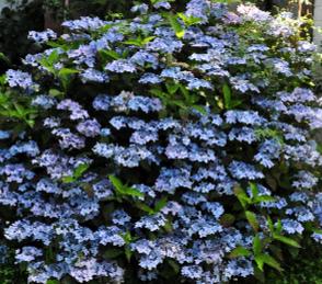 HydrangeamacrophyllaBlueDecklehabitusvn