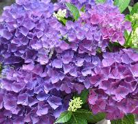 HydrangeamacrophyllaCotedAzur