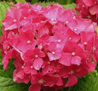 HydrangeamacrophyllaDeutschland