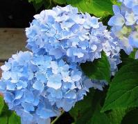 HydrangeamacrophyllaEndlessSummerTheoriginal