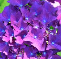 HydrangeamacrophyllaEugeneHahnvn