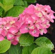 HydrangeamacrophyllaFlandersPink