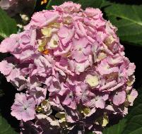 HydrangeamacrophyllaFrillibetcloseuprozebloem1