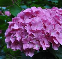 Hydrangea_macrophylla_'Gartenbaudirektor_Kühnert'_bloemen_vnn