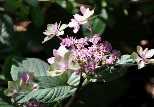 HydrangeamacrophyllaHanabiblueeindaugustus1