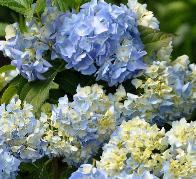 HydrangeamacrophyllaGeneralvicomtessedeVibrayVNN2