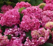 HydrangeamacrophyllaGlowingEmbers