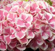 HydrangeamacrophyllaHarlequin