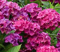 HydrangeamacrophyllaHarrysRed