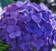 HydrangeamacrophyllaHolehirdPurplecloseup16novemberherfstVN