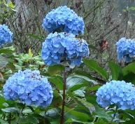 HYDRANGEAMACROPHYLLAHOLSTEIN