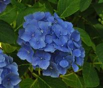 HydrangeamacrophyllaHomigoHofstedeKoosWilko2000globalpic