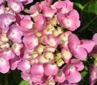 HydrangeamacrophyllaJelenajuli5