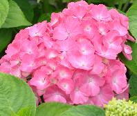 HydrangeamacrophyllaKingGeorges