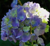 HydrangeamacrophyllaKluisSuperbajongebloemvleugjezon