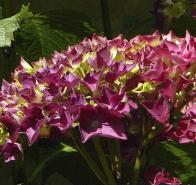 HydrangeamacrophyllaLeuchtfeuer