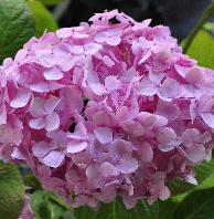 Hydrangea macrophylla 'Madame Faustin Travouil 'lacecap kalkrijke grond roze bloem