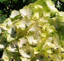 HydrangeamacrophyllaMagicalNoblessebloemcloseup