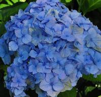 Hydrangea_macrophylla_'Maréchal _Foch_'_bloemen_vnn