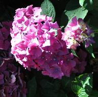 HydrangeamacrophyllaMerkurBrugger1978pic2