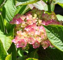 hydrangeamacrophyllamoscou