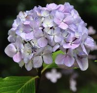 Hydrangeamacrophyllanigralandschape